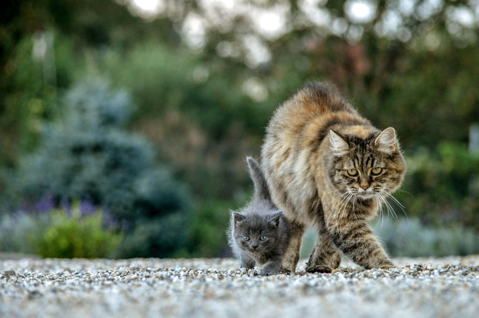 An adorable shot of baby cat and mom cat.