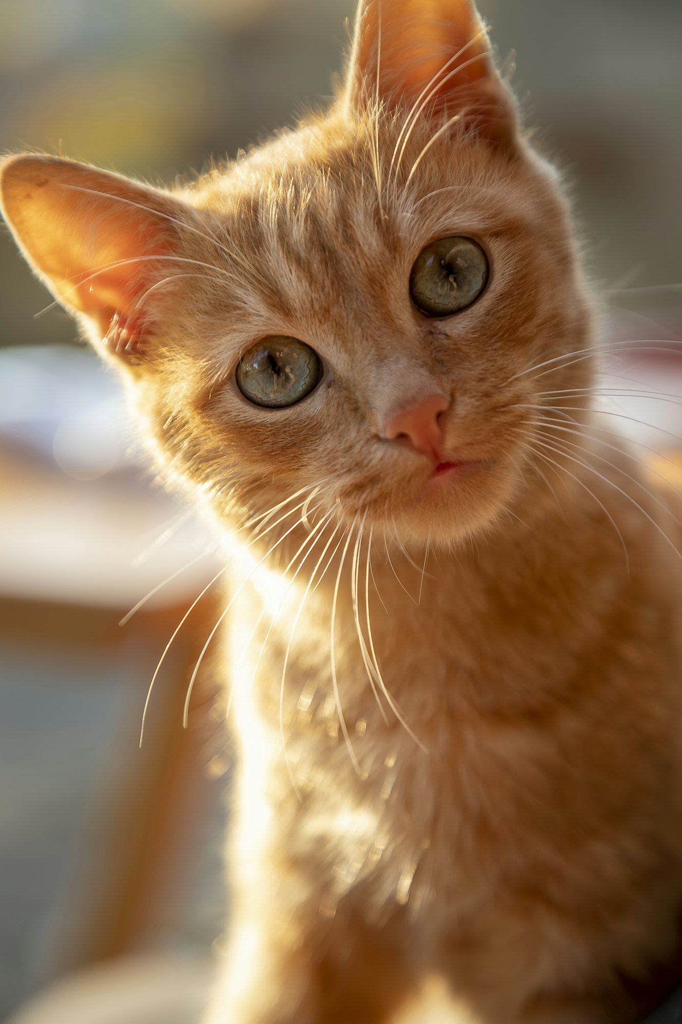curiosity cat