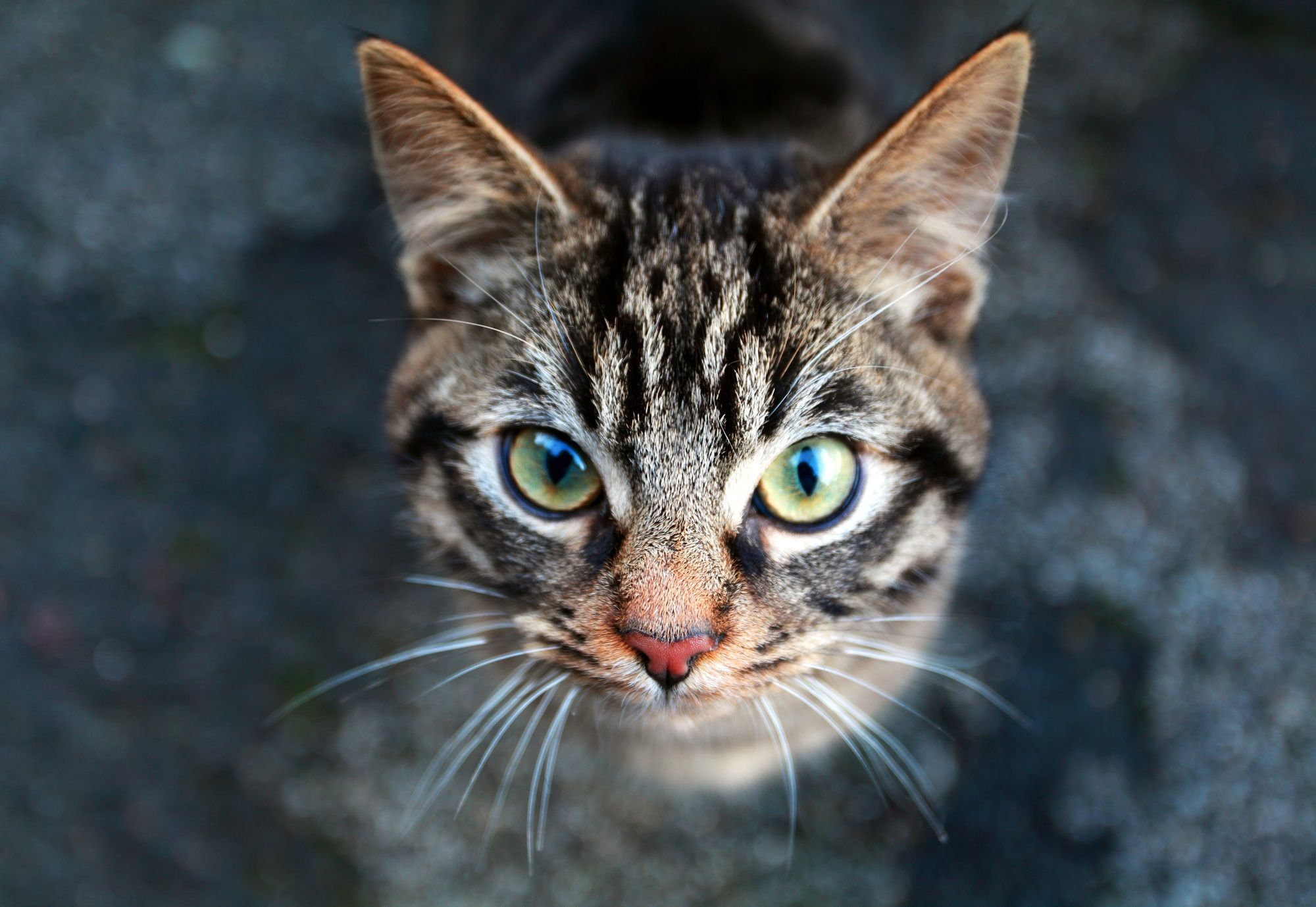 cat head