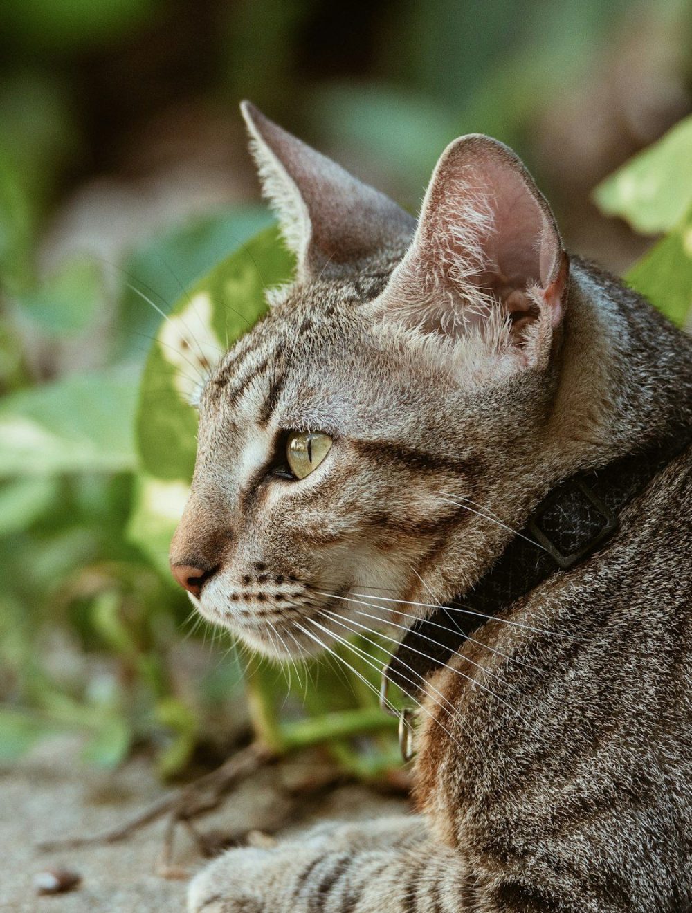 Gato rayado